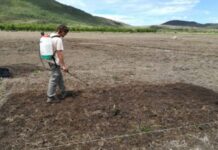 Solo mais ácido ajuda a restaurar vegetação Cerrado, diz estudo