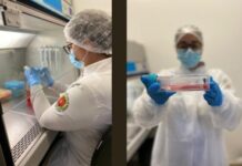 Canabidiol pode estimular a biomineralização dos dentes