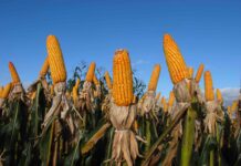 Congresso recebe pautas prioritárias para o agro na 4ª feira