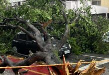 Demanda por poda e remoção de árvores cresceu em São Paulo em 2024