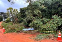Trabalhador morre eletrocutado durante poda de árvore