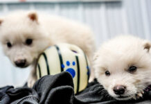 Além do lobo-terrível: saiba quais espécies empresa quer “desextinguir”