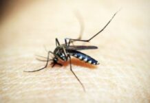 Casos de dengue caem 75% nos primeiros meses de 2025