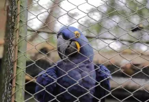 Deputados votam projeto que torna Arara-azul ave símbolo de MS e outros três projetos