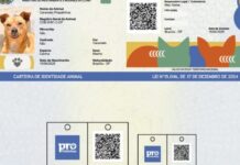 Entenda como funciona o SinPatinhas, o “RG dos pets”