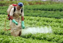 Mudanças climáticas intensificarão doenças nas lavouras, diz Embrapa