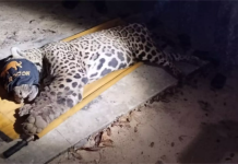 Onça que matou caseiro no Pantanal é capturada e será avaliada no CRAS