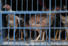 17 destinos suspendem importação de carne de frango do Brasil