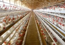 Apreensão da droga foi no sábado, 18, por volta de 16h15, na Base operacional da PRF em Dourados – Divulgação/PRF