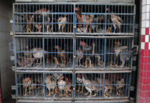 Com suspeita no PA, governo analisa 5 possíveis casos de gripe aviária