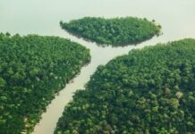 Degradação da Amazônia cresce 163% em 2 anos