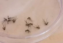 Com morte de mulher e criança, MS soma 11 óbitos por dengue em 2025