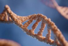 Estudo diz que Brasil é um dos países mais miscigenados do planeta