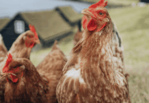 EUA cancelam verba milionária de vacina contra gripe aviária