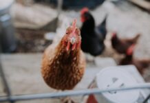 Gripe aviária em granja comercial marca nova fase do vírus, diz FAO