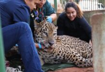 Onça-pintada capturada no Pantanal é transferida para área específica de fauna silvestre em SP