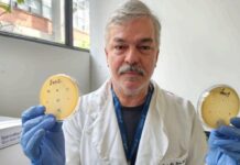 Pesquisa no Brasil descobre 62 novos vírus que matam bactérias