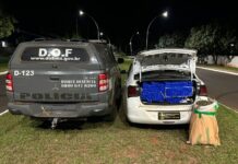 Casal com mais de 160 quilos de drogas em veículo é preso pelo DOF