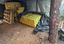 Operação fecha acampamento ilegal com 8 toneladas de maconha