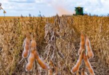 Safra de soja termina com recorde de área plantada, mas produtividade menor em MS