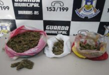 Flagrado com skunk, homem diz recebido droga como pagamento por trabalho em roça de maconha