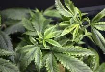 Anvisa proíbe venda de cosméticos que fazem referência à maconha no rótulo