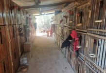 Polícia flagra rinha em chácara e encontra quase 90 galos usados para brigas