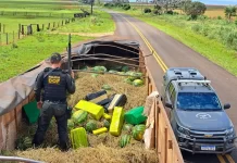Carreta de milho levava 15 ton de maconha