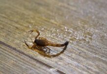 Saúde monitora avanço dos acidentes com escorpiões e reforça atendimento em MS