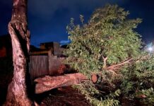 Trabalho preventivo evita maiores estragos com vendaval