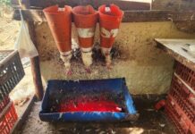 Abatedouro clandestino de frangos é desarticulado