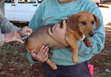 Dourados vacina cães e gatos em drive-thru neste sábado na prefeitura