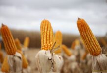 MS bate recorde na produção de milho e reforça protagonismo no agronegócio
