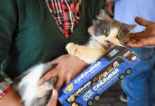 Prefeitura e Estado realizam Caravana da Castração para 1.500 cães e gatos
