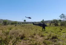 Operação em roças de maconha causa prejuízo de US$ 130 mi ao crime