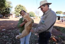 Prefeitura leva vacinação antirrábica para distritos de Dourados nesta semana