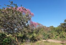 Prefeitura fará pesquisa socioambiental no Parque Natural Municipal do Paragem