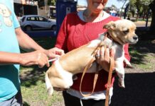 Prefeitura já vacinou quase 16 mil animais contra raiva e ações itinerantes continuam
