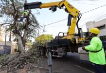 Prefeitura avança na retirada de árvores condenadas e inicia replantio em novembro