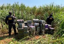 Polícia encontra quase uma tonelada de maconha e skunk escondida em assentamento rural