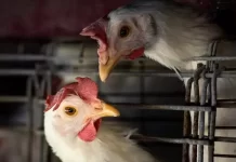 China retoma importação de carne de frango do Brasil