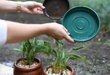 Dengue: Boletim Epidemiológico registra 8.299 casos e 18 óbitos confirmados em MS