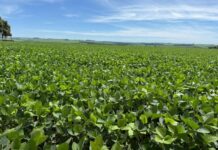 Com 95% da área já semeada, MS avança para a etapa final do plantio de soja