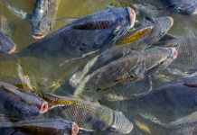 Projeto de lei quer proibir importação e venda de tilápia de ‘origem duvidosa’