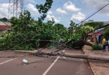 Prefeitura reduz impacto de temporal com supressão de árvores e resposta rápida