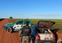 Tentativa de fuga em lavoura termina com prisão e apreensão de contrabando pela PMA