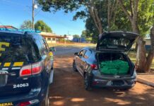 Traficante com mais de R$ 700 mil em maconha em veículo roubado é preso pela PRF
