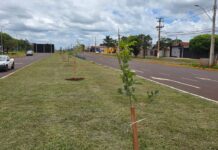 Prefeitura de Dourados inicia plantio de 280 mudas de ipês na Coronel Ponciano