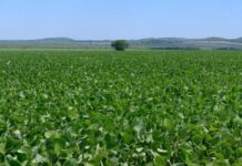 Prazo para cadastro de áreas de soja encerra neste dia 10 em MS