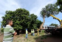 Prefeitura avança com plano de arborização urbana e remoção de árvores condenadas